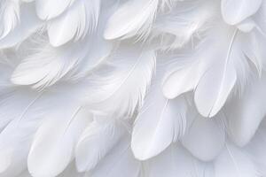 wit zacht veren achtergrond, wit pluizig veren patroon, mooi veren achtergrond, veren behang, vogel veren patroon, foto