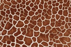 giraffe huid vacht textuur, giraffe vacht achtergrond, pluizig giraffe huid vacht textuur, giraffe huid vacht patroon, dier huid vacht textuur, giraffe afdrukken, foto