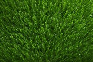 groen gras textuur, gras achtergrond, gras structuur behang, top visie groen gras textuur, foto