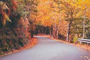 herfst wegen vallen foto