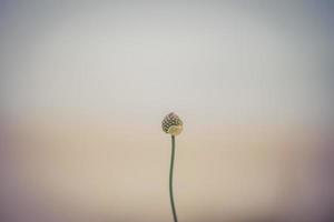 mist op het strand foto