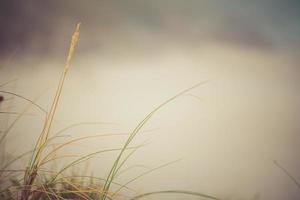 mist op het strand foto