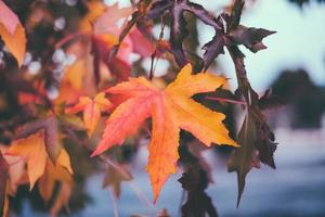 herfst herfstbladeren foto