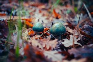 paddenstoel in het bos foto