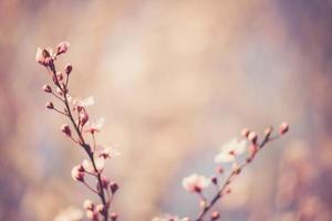 sakura festival bloemen foto