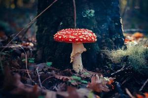 paddenstoel in het bos foto