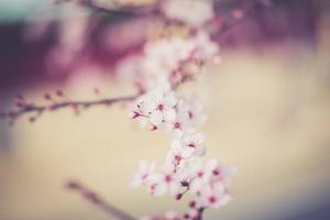 sakura festival bloemen foto