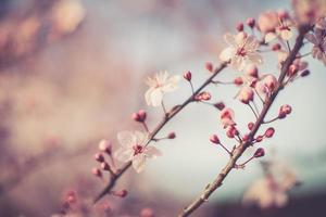 sakura festival bloemen foto