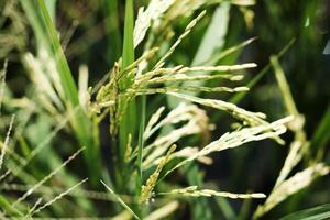 dichtbij omhoog nieuw geplant rijstveld rijst- velden in de platteland van Thailand foto