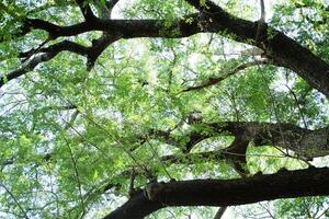 tropisch regen boom of oosten- Indisch okkernoot groot Afdeling schaduwrijk in de park foto