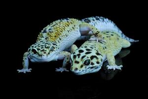 twee luipaard gekko of eublepharis macularius foto