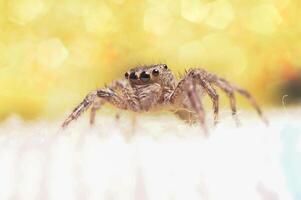 jumping spin of salticidae Aan een wazig achtergrond foto