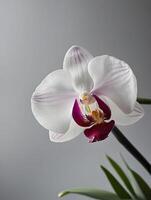 wit orchidee Aan wit achtergrond foto