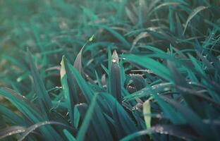 detailopname schot van dicht met gras begroeid stengels met dauw druppels. macro schot van nat gras net zo achtergrond beeld voor natuur concept foto