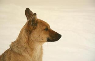 een verdwaald dakloos hond. portret van een verdrietig oranje hond Aan een besneeuwd achtergrond foto