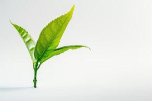 groen thee blad geïsoleerd Aan wit achtergrond groen thee blad geïsoleerd Aan wit achtergrond foto