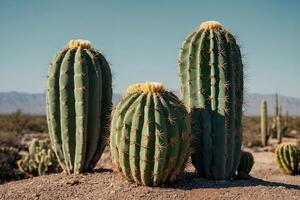 een cactus fabriek met een roze bloem in een pot foto