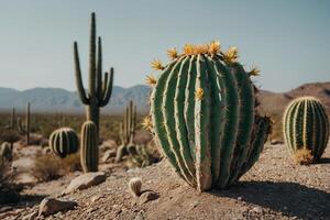 een cactus fabriek is getoond in voorkant van een grijs muur foto