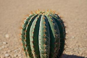 een cactus fabriek is getoond in voorkant van een grijs muur foto