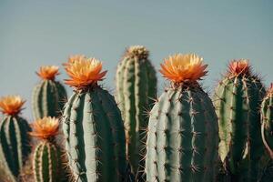 een cactus fabriek is getoond in voorkant van een grijs muur foto