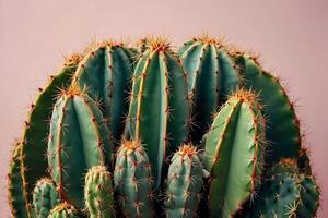 een cactus fabriek is getoond in voorkant van een grijs muur foto