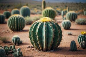 een cactus fabriek is getoond in voorkant van een grijs muur foto