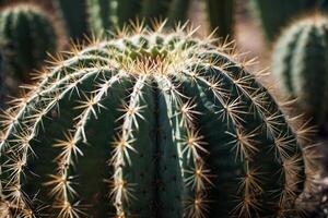 cactus planten in de woestijn foto