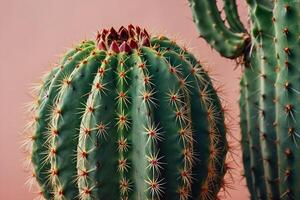 cactus planten in de woestijn foto