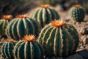 cactus planten in de woestijn foto