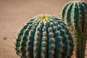 een cactus fabriek is getoond in een woestijn milieu foto