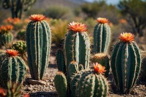 een cactus fabriek is getoond in een woestijn milieu foto
