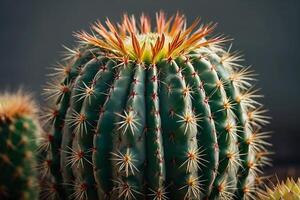 een cactus fabriek is getoond in een woestijn milieu foto