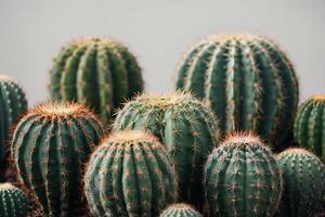 een cactus fabriek is getoond in een woestijn milieu foto