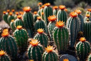 een cactus fabriek is getoond in een woestijn milieu foto