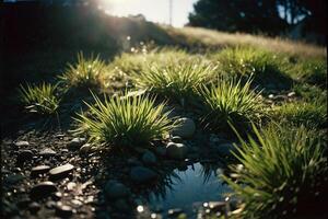 een met gras begroeid Oppervlakte met water en rotsen foto