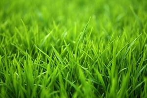 ai gegenereerd een dichtbij omhoog van groen gras in een veld- foto