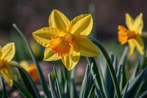 geel narcissen in de zon foto