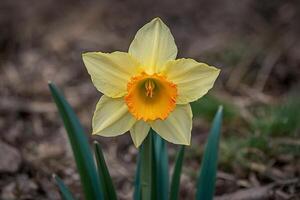 een single geel gele narcis in de midden- van een veld- foto