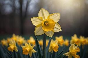 geel narcissen in een veld- met de zon schijnend foto