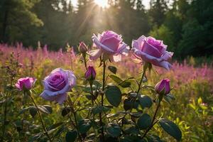 Purper rozen in een veld- Bij zonsondergang foto