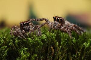 twee jumping spinnen of salticidae kruipen Aan een mos foto