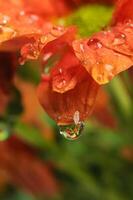 een laten vallen van dauw Aan de top van een chrysant bloem foto