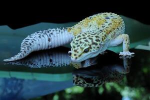 luipaard gekko of eublepharis macularius foto