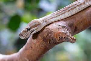 centraal Australisch tapijt Python, morelia bredli foto