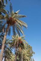 palmen takken met datums onder blauw lucht. licht wolken, zonnig dag foto