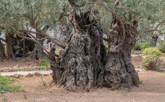 oud olijf- boom romp en takken. foto