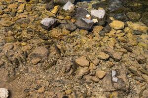 berg rivier, Doorzichtig water, steen onderkant. rivier- forel frituren. detailopname foto