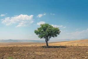eenzaam boom bloeiend in dor woestijn landschap. foto