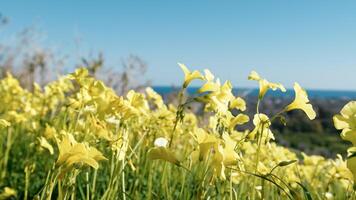 geel weinig zuring bloemen in de park veld- foto