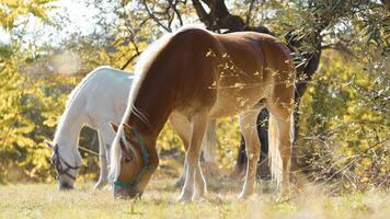 klein groep van wild paarden aan het eten grasmat in de weide in Calabrië foto